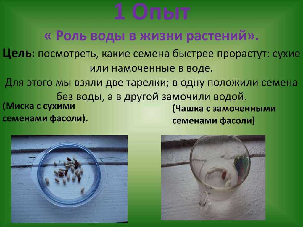 Вода и растения. вода и жизнь на земле