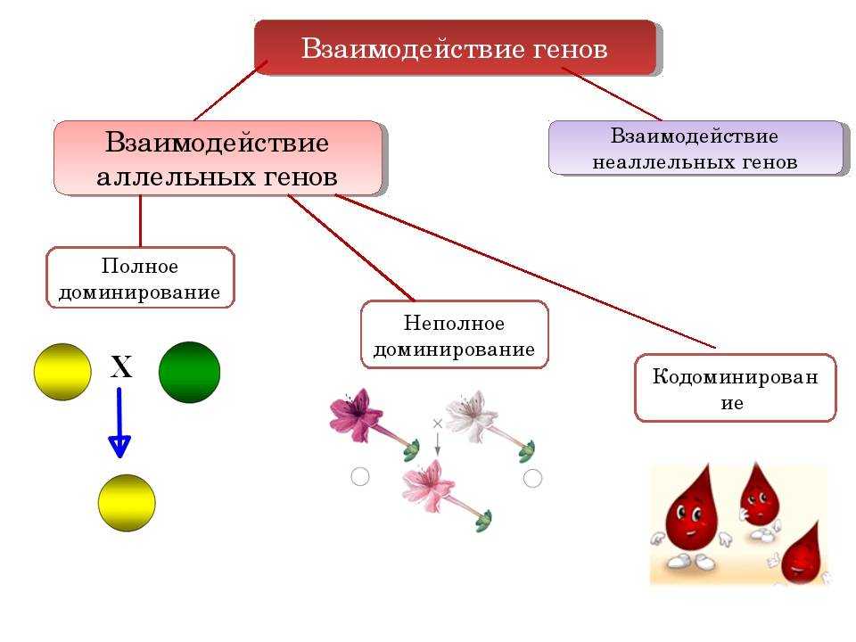 Петунин о. 				 |
						закономерности наследственности | газета «биология» № 10/2009