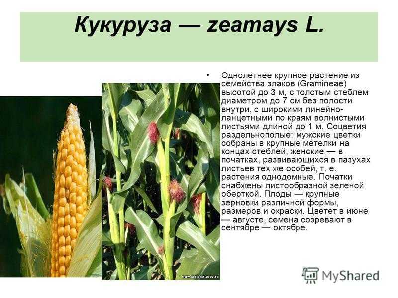 Кукуруза: характеристика, описание, биологические особенности