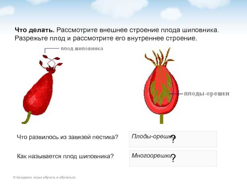 Шиповник польза и вред для организма женщин, мужчин, детей