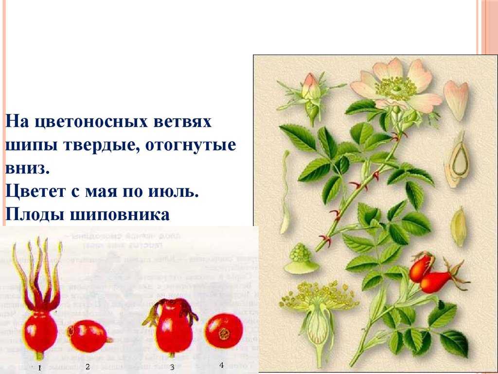 Шиповник: лечебные свойства и противопоказания