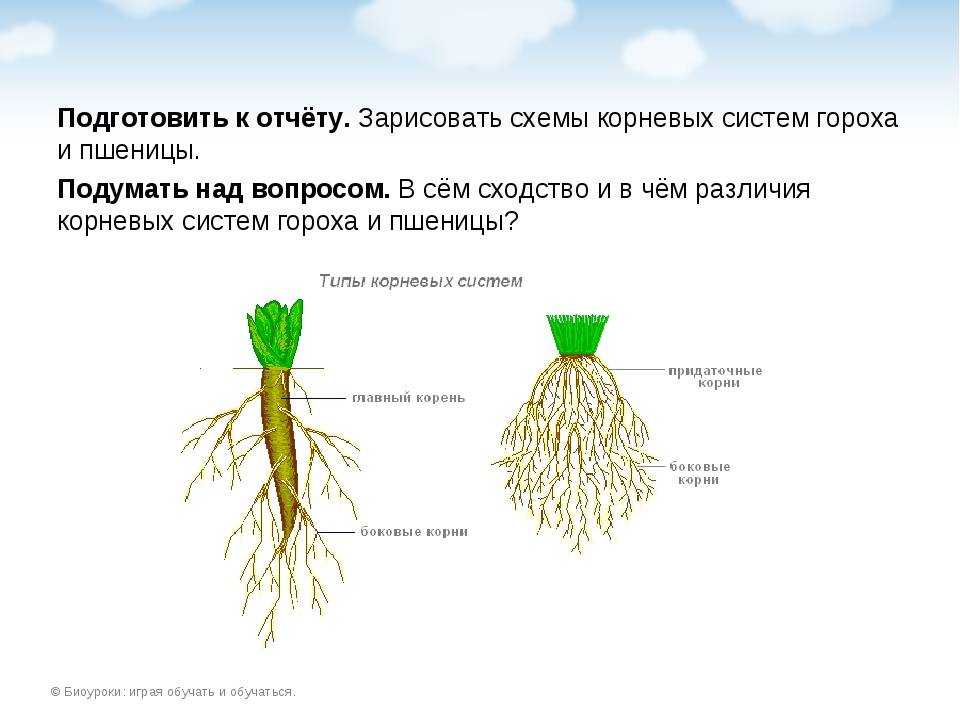 Тип корневой системы пшеницы и как формируется, особенности строения