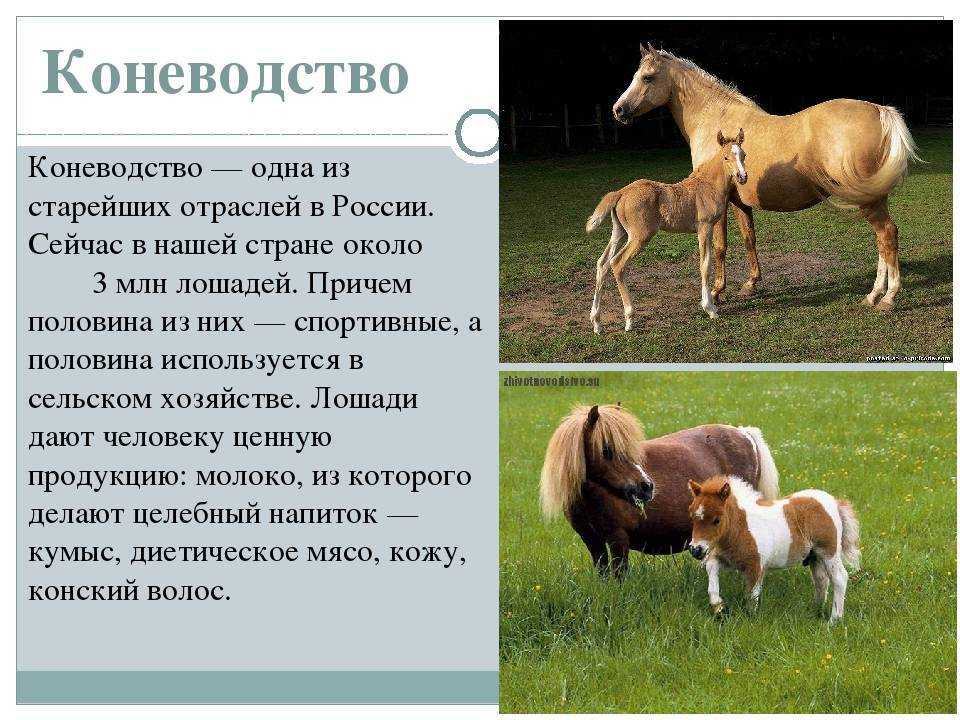 Как спариваются лошади в природе и в домашних условиях?
