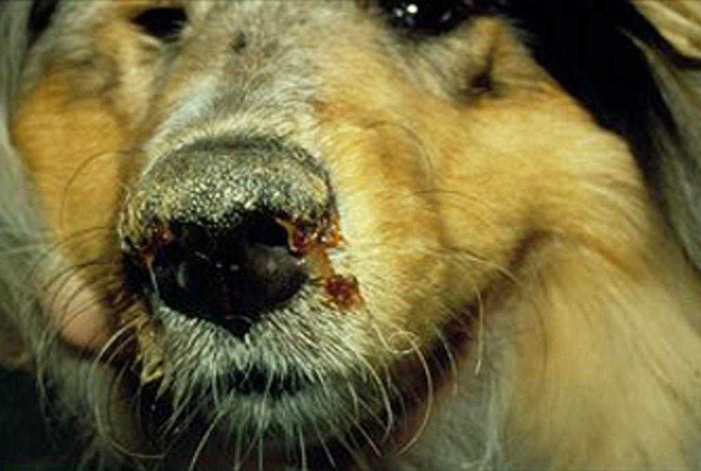 Чумка у собак: симптомы и лечение в домашних условиях, водкой, как проявляется у плотоядных, признаки, передается ли человеку