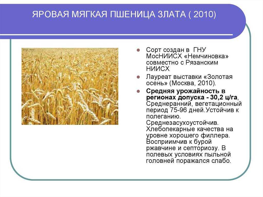 Биология и технология возделывания яровой пшеницы