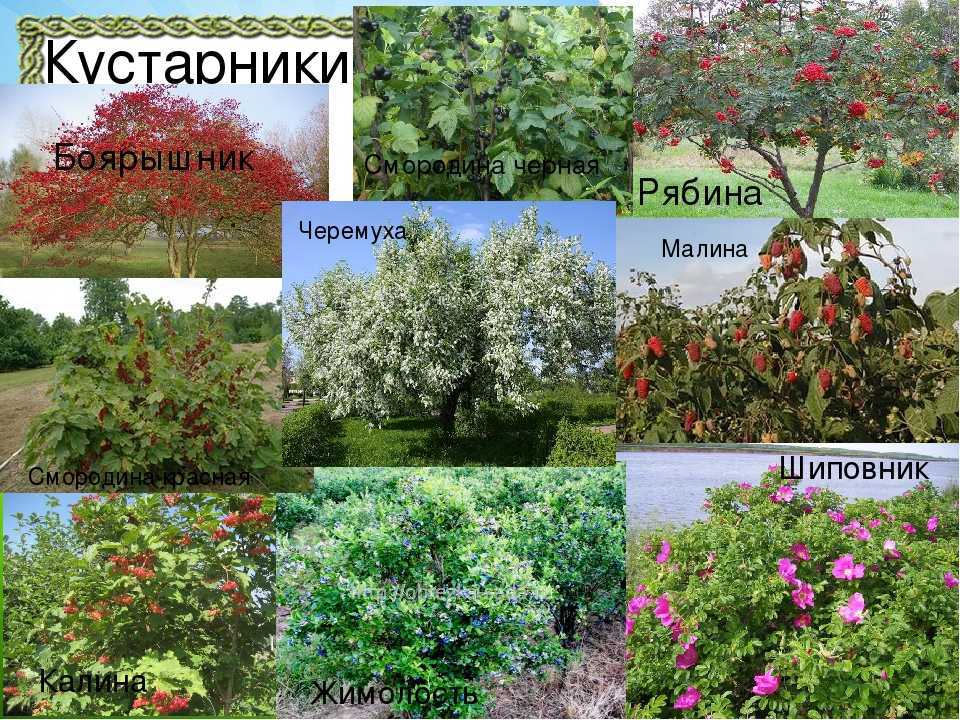 Плодовые деревья и кустарники для садового участка: фото и названия