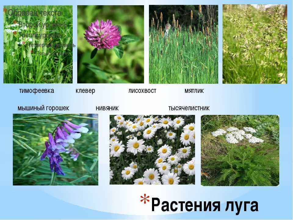 Глава шестая. на заливных лугах и суходолах