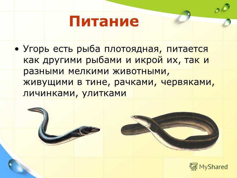 Угорь – странная рыба