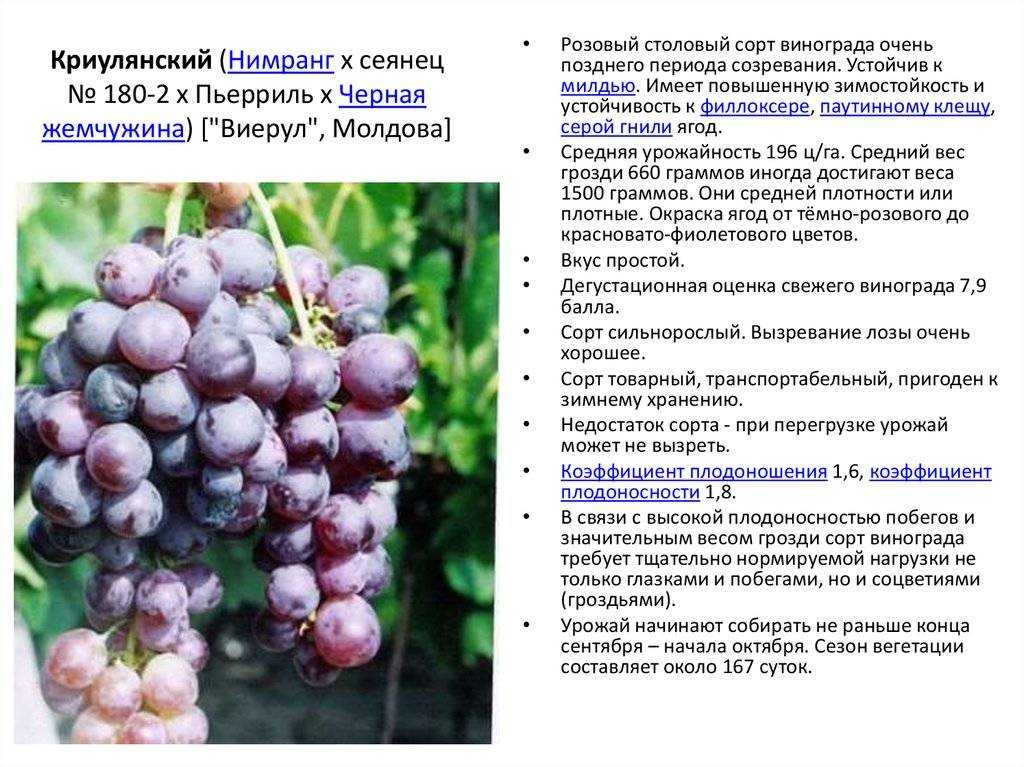 Сорта винограда для сибири: описание сортов и особенности ухода