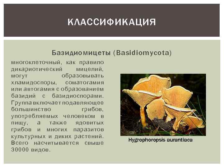 Грибы