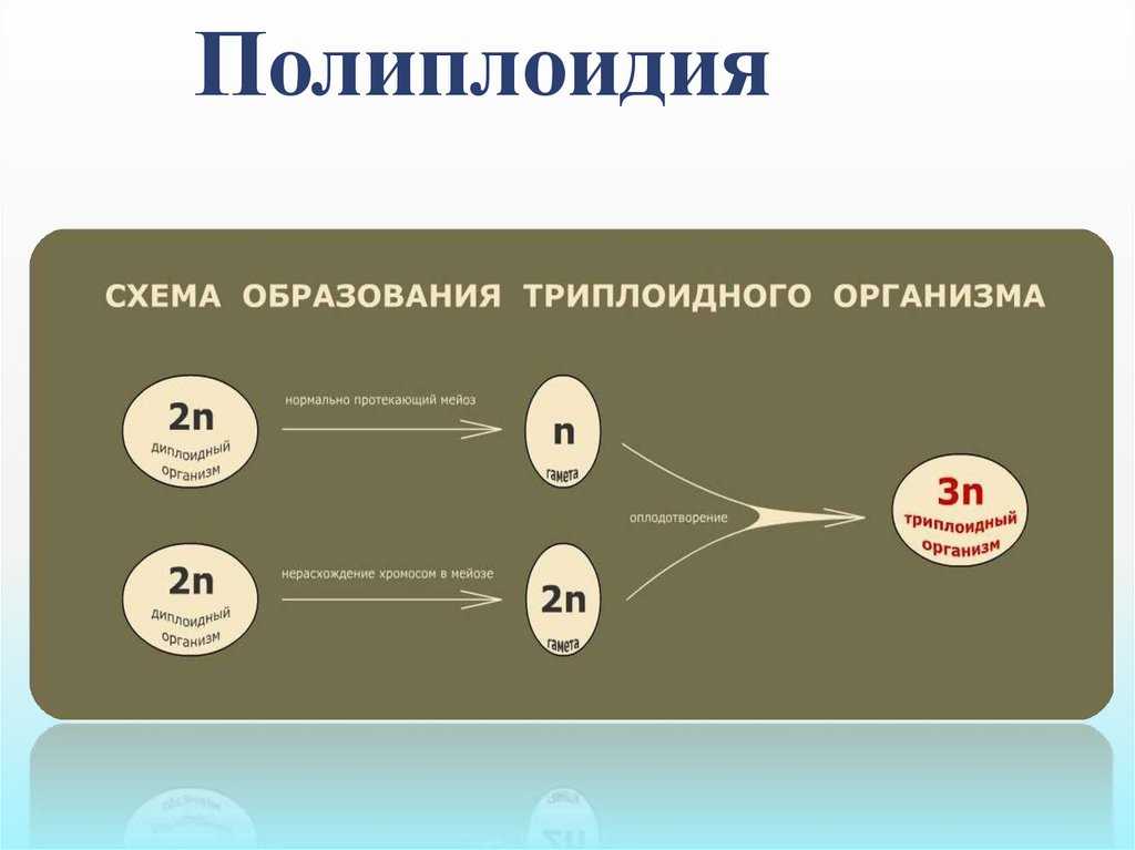 Полиплоидия