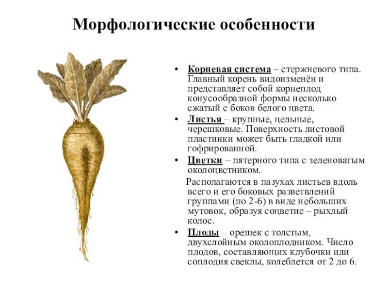 Сахарная свёкла