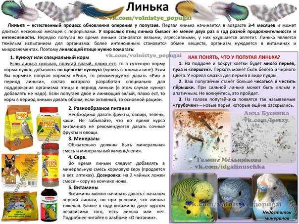 Особенности протекания линьки у кур