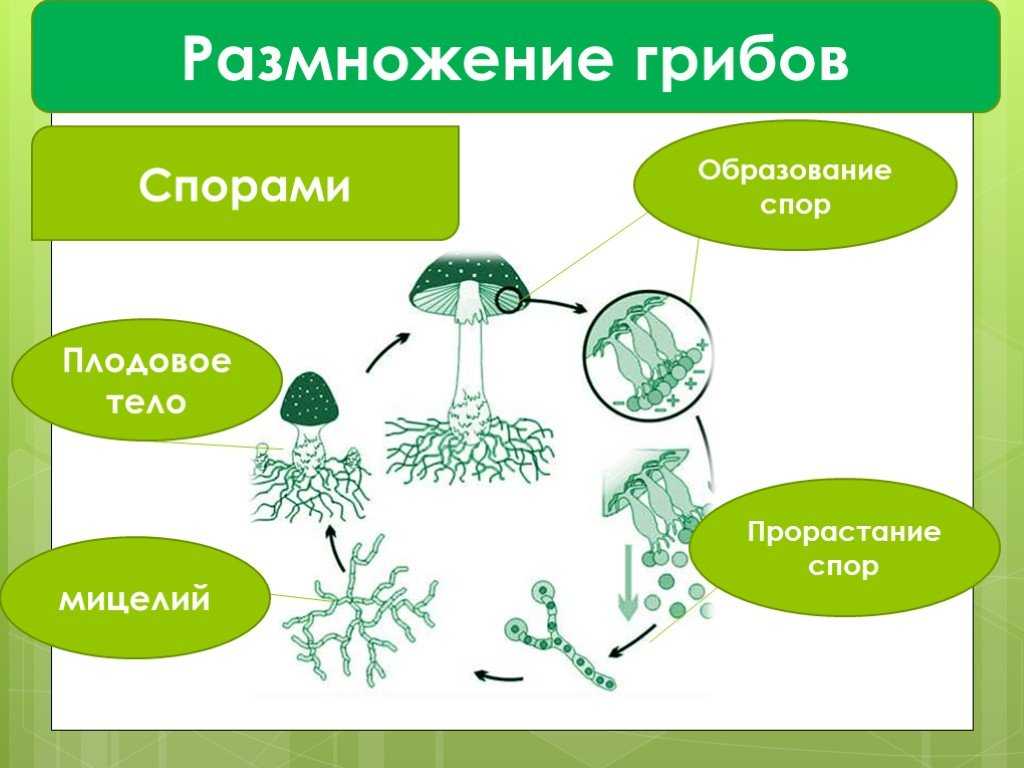 Размножение грибов: половое, бесполое и вегетативное размножение