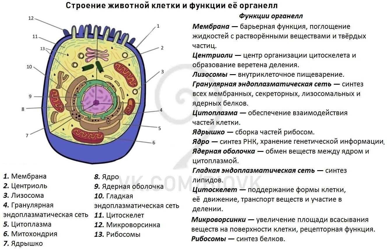 Органеллы клетки и их функции - сайт по биологии