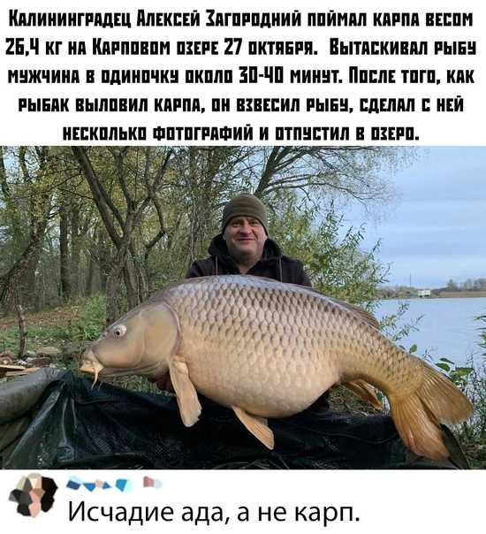 Разведение карпа в пруду и садках для рыбалки или продажи
