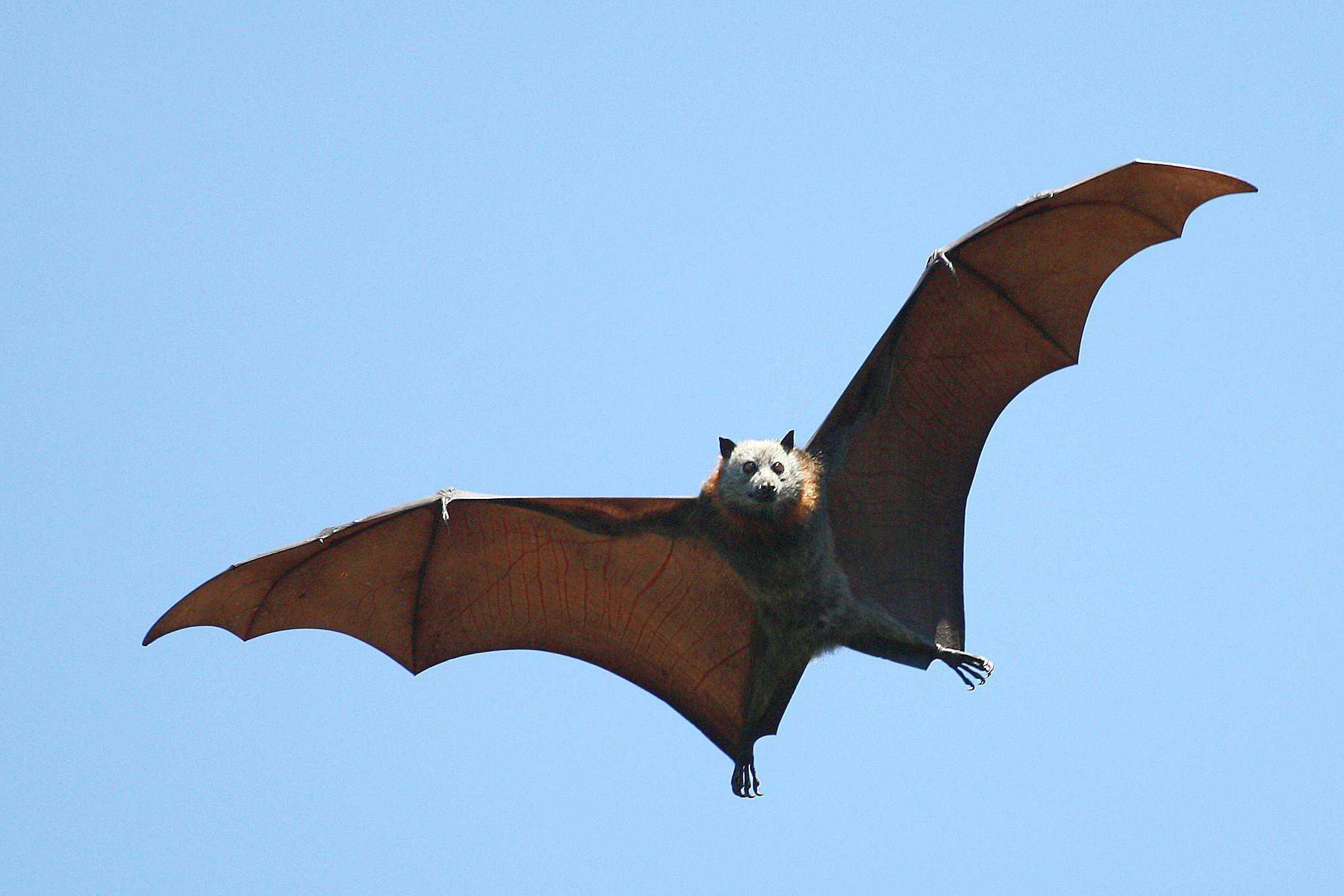 Отряд рукокры́лые chiroptera