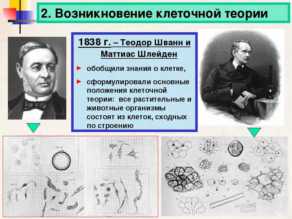 Биология. 11 класс