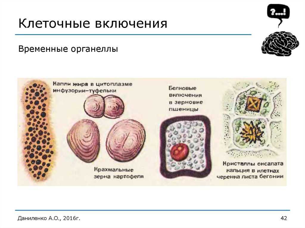 Клеточные включения: строение, функции и биологическое значение