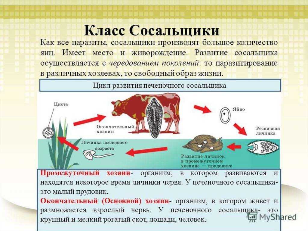 Представители круглых червей