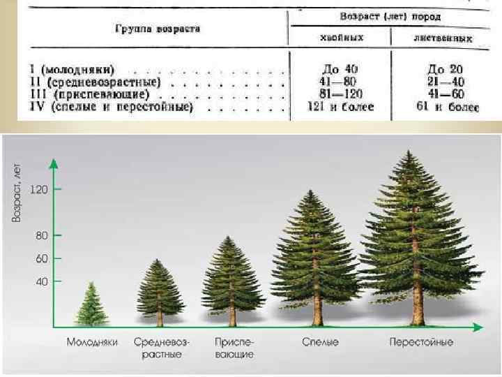 Ответы на вопросы по учёбе: курсовая работа (проект) на тему: "лесные культуры"