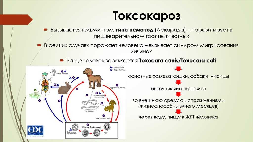 Токсокары в организме у взрослых, детей, кошек и собак: пути заражения и методы лечения