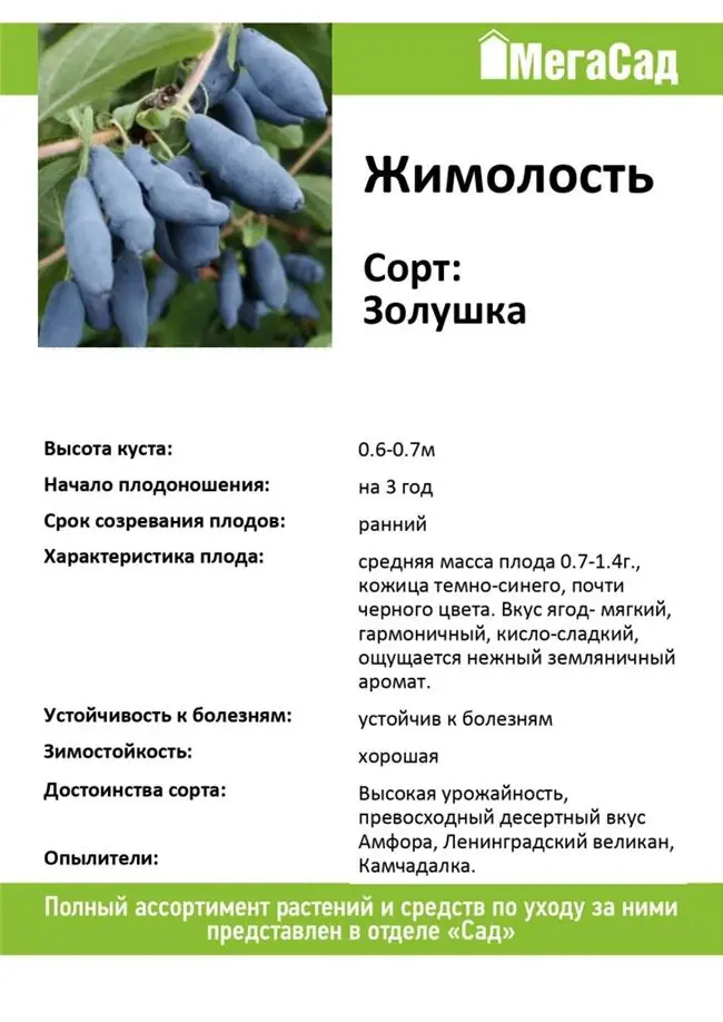 Как правильно повысить урожайность жимолости осенью. три возрастных обрезки