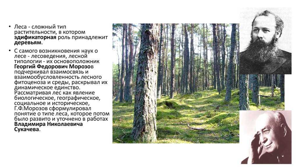 Классификационная схема типов леса по сукачеву
