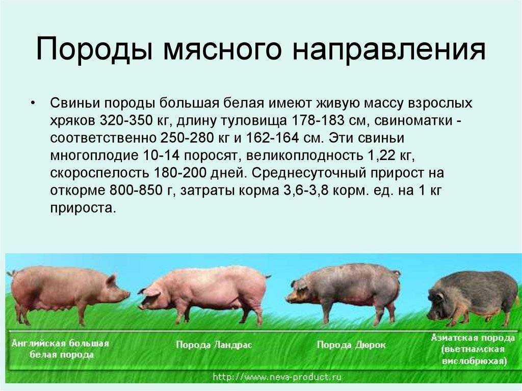 Самые распространенные в россии породы домашних свиней - omvesti.com