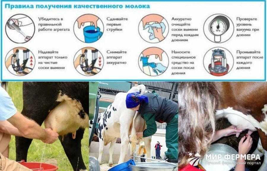 Как научиться доить корову руками правильно: с какой стороны, продолжительность массажа перед доением в домашних условиях, станок и стул — moloko-chr.ru