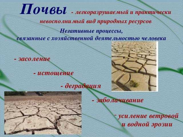 Засоление почв: причины, последствия проблемы, виды, способы борьбы
