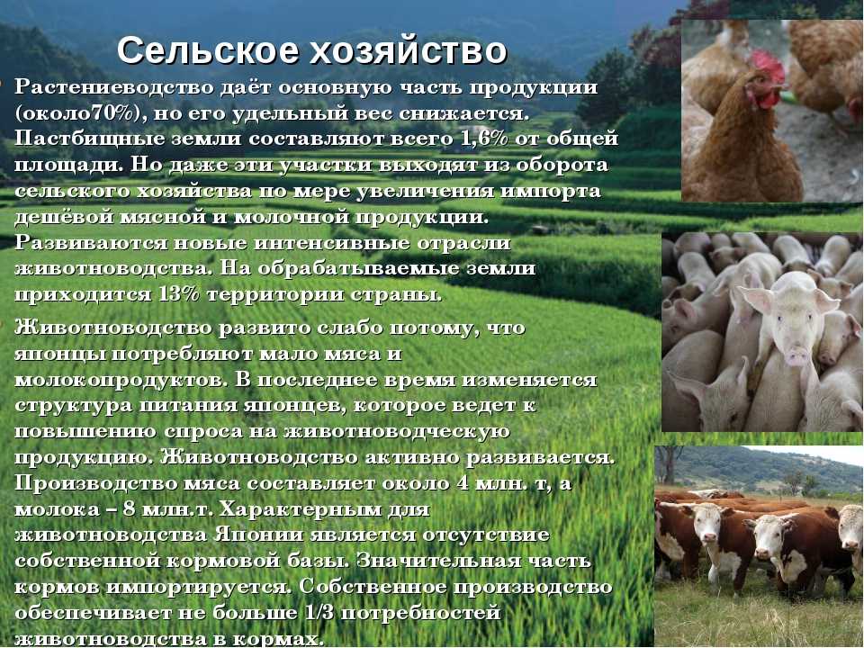 Балантидиоз свиней : анализ эпизоотической ситуации, гематологические, иммунологические и биохимические исследования при профилактике