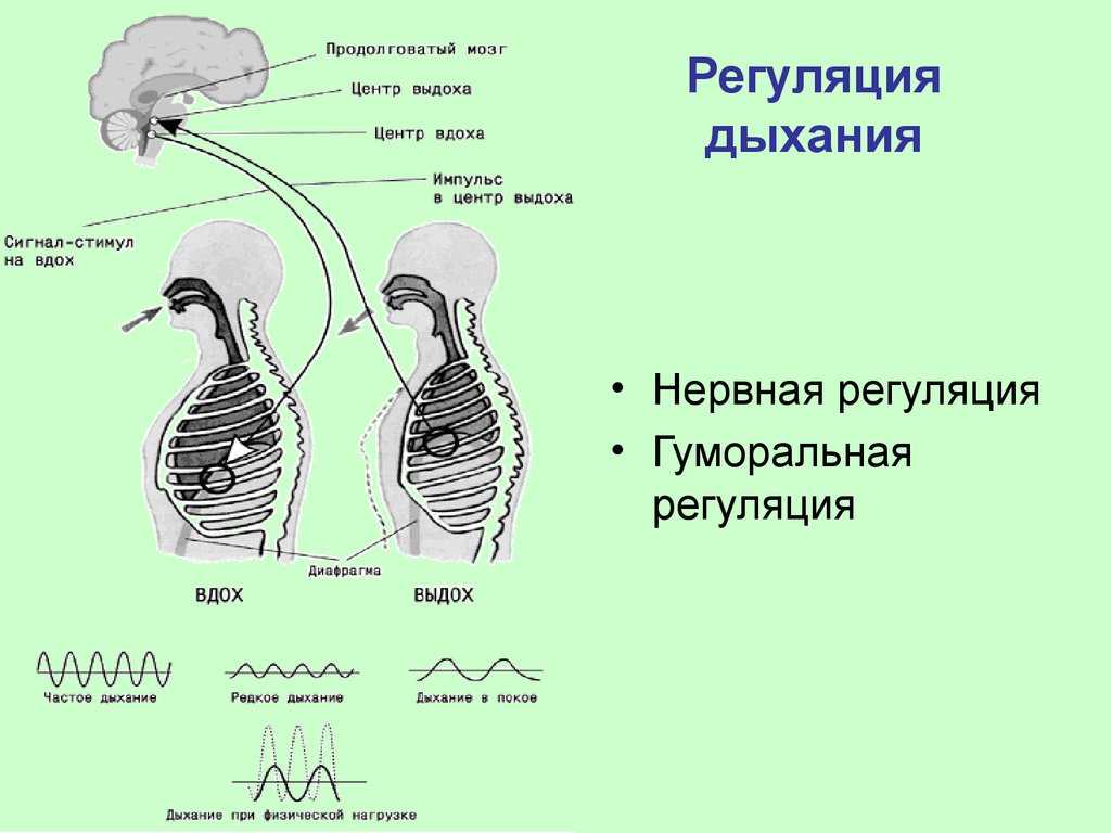 Дыхание — энциклопедия «знание.вики»