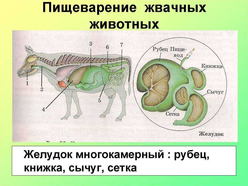 § 0—6. сравнительная характеристика строения пищеварительной и кровеносной систем у животных