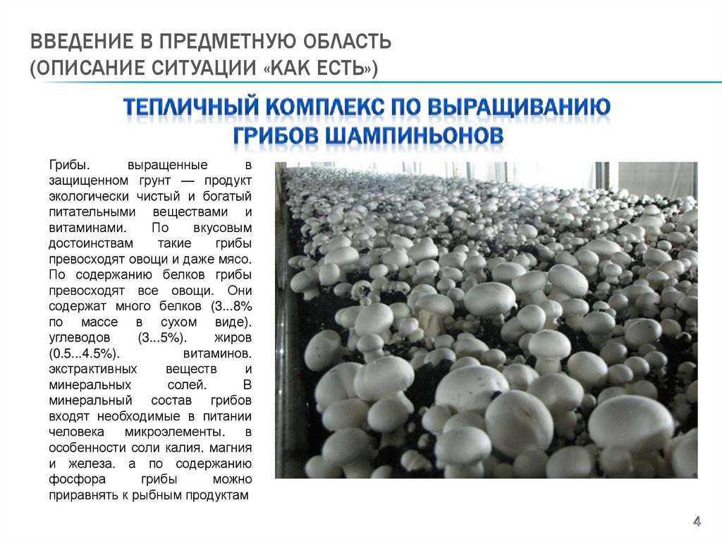 Шампиньон двуспоровый (agaricus bisporus)