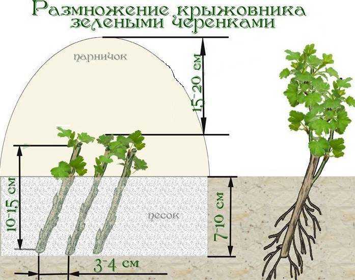 Посадка крыжовника весной - правила и сроки
