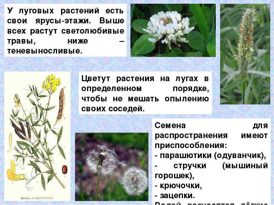Побеги. побегообразование - клевер луговой двуукосный, люцерну посевную,
лядвенец рогатый, тимофеевку луговую, райграс высокий, пырейник сибирский,
мятлик болотный и обыкновенный, бекманию обыкновенную, житняки