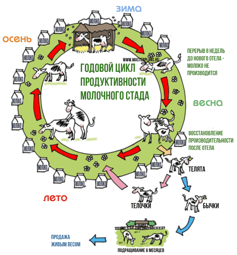 Синхронизация половой охоты у коров