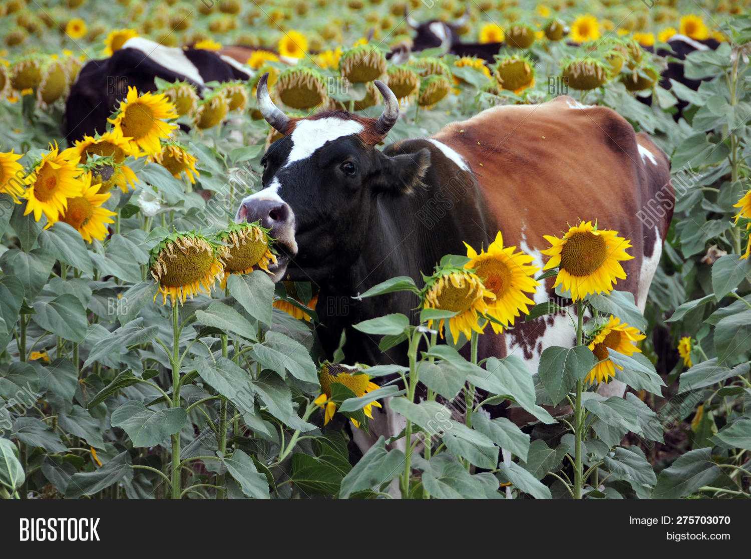Кормление коров | подсолнечный шрот: исследование переваримости и кормовой ценности