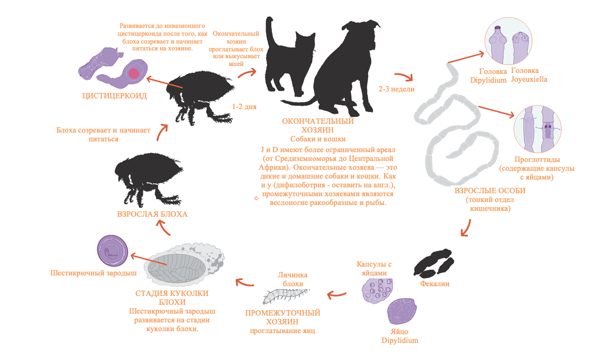 Дипилидиоз у кошек и собак — симптомы, причины и методы лечения