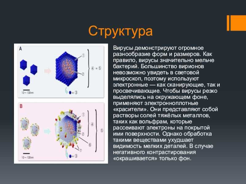 Вирион | справочник пестициды.ru