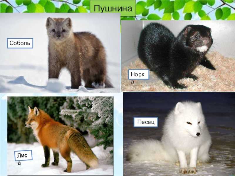 Саркоптоз