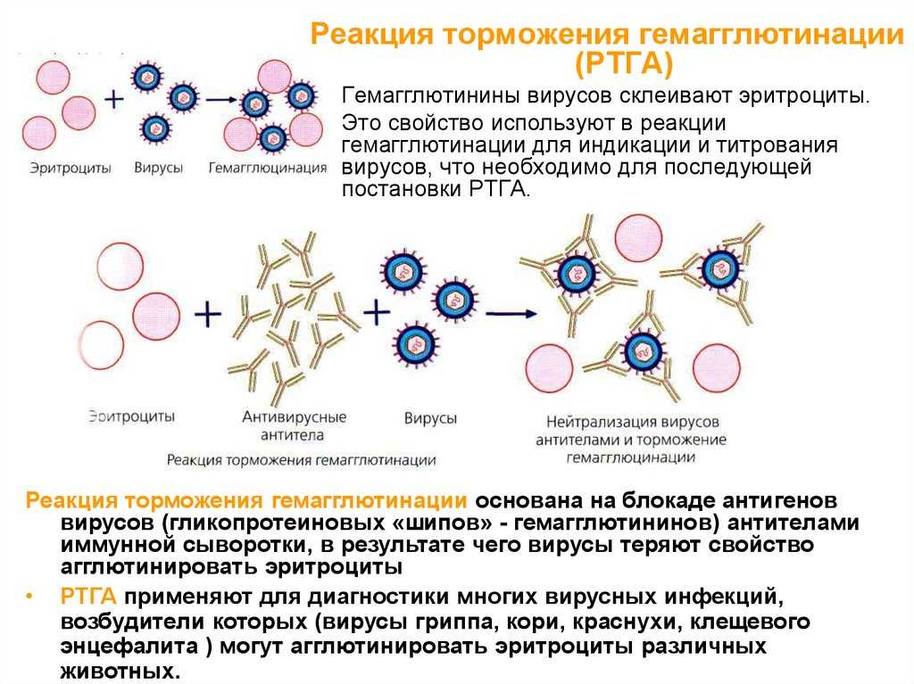 Гемагглютинация — большая медицинская энциклопедия
