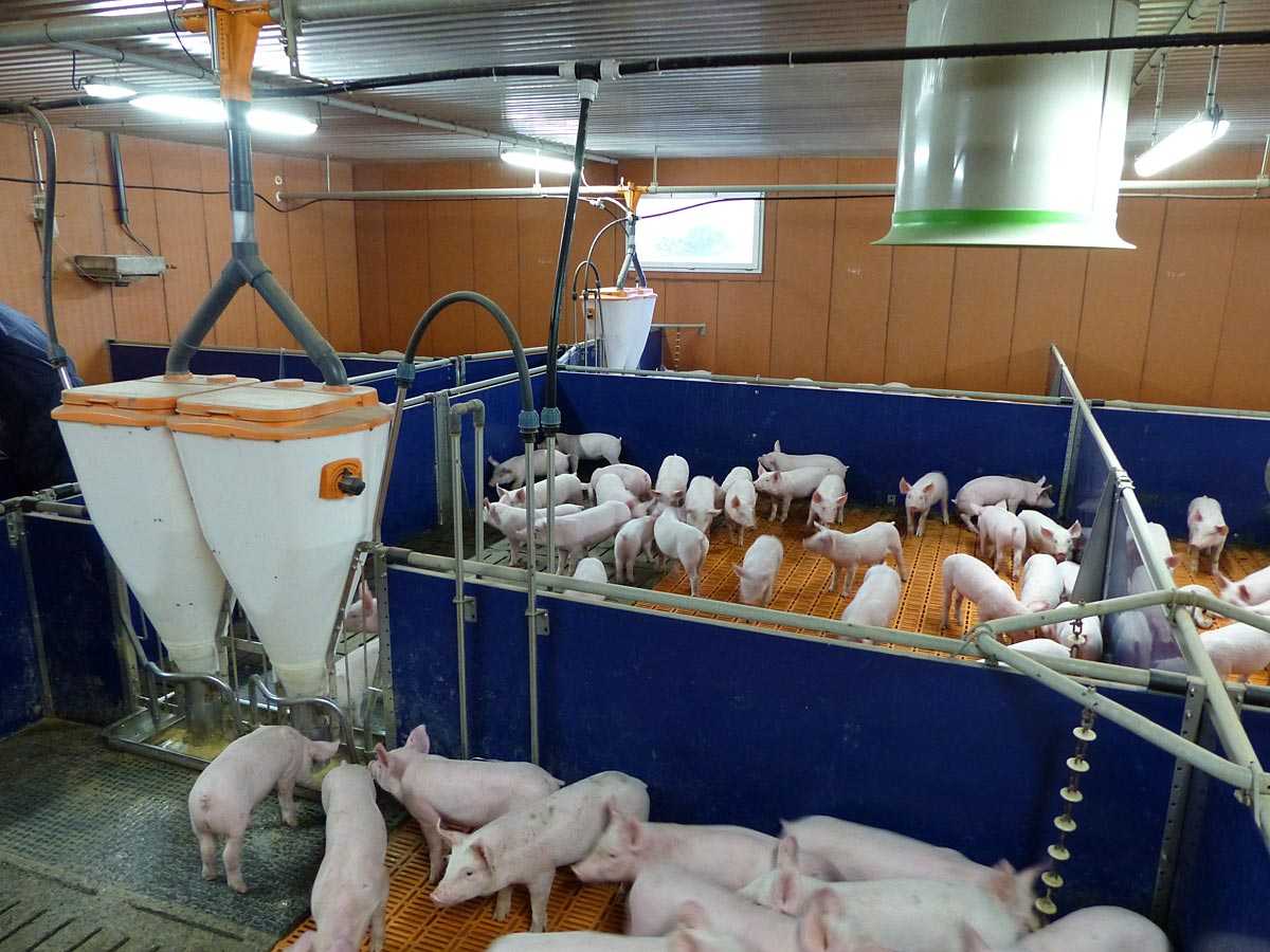 Как и чем кормить свиней? виды кормов, режим питания, фото — ботаничка