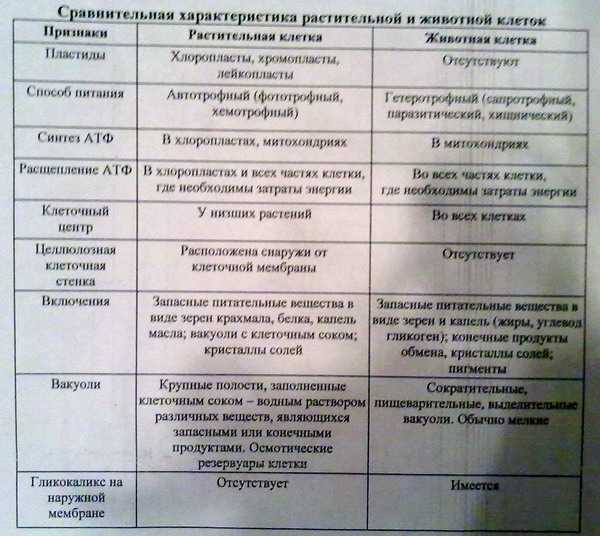 Чем отличается животная клетка от растительной: составляющие, строение, сходства и различия