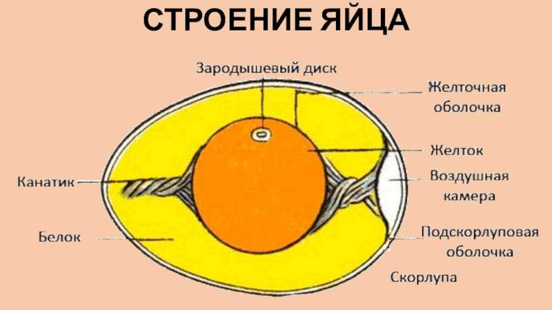 Анатомия свежего яйца