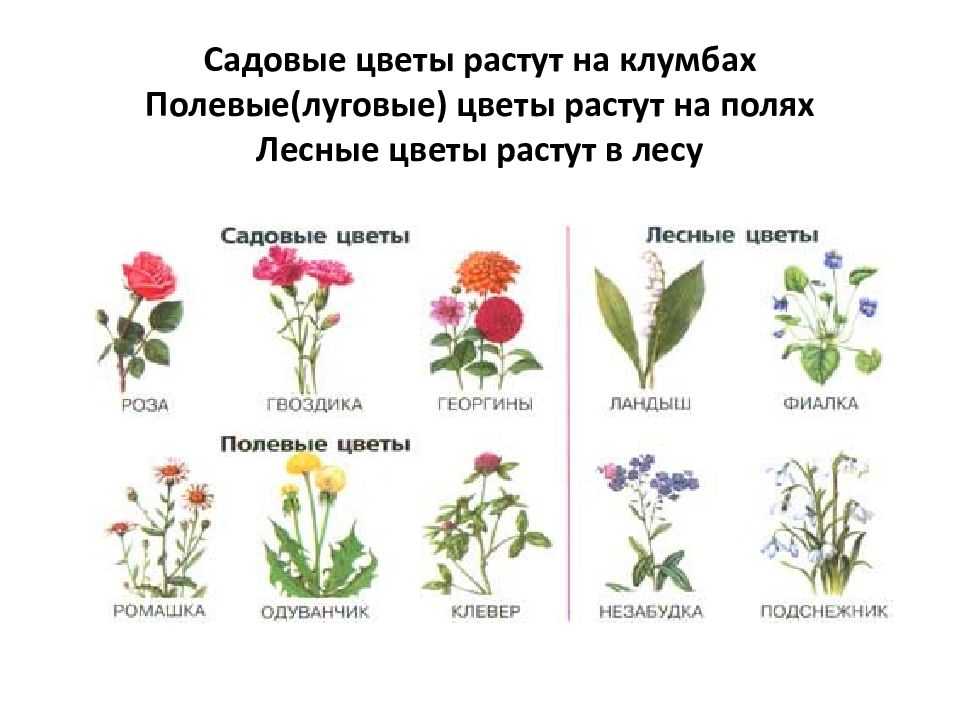 Основы луговодства - практикум по основам луговодства учебно-методическое пособие по проведению