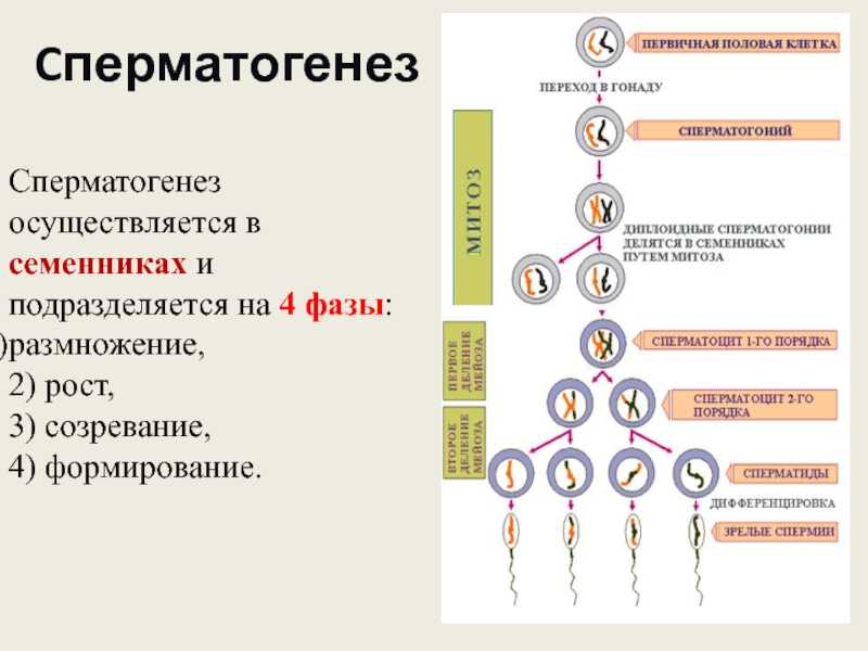 6. гаметогенез у животных