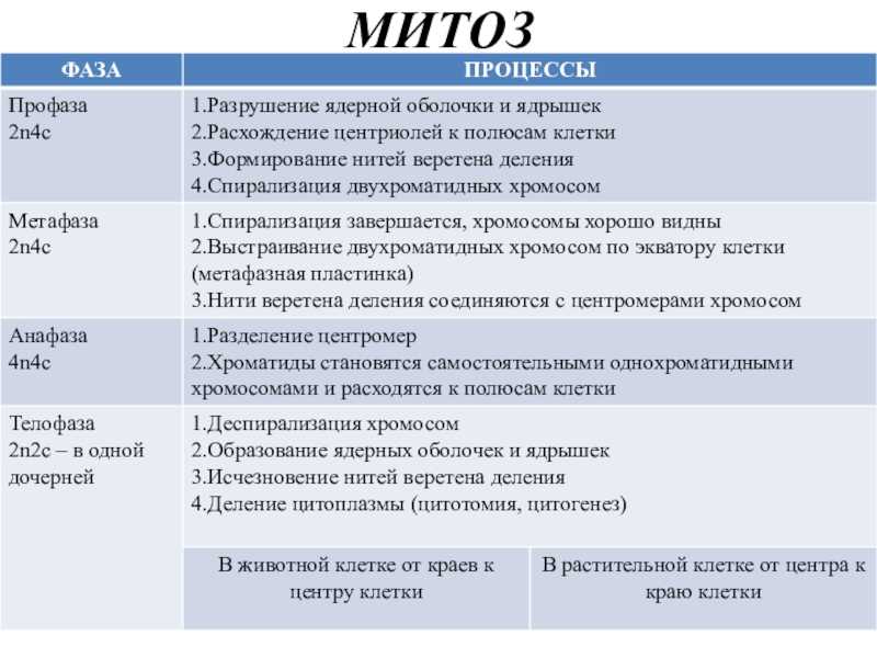 Конспект "жизненный цикл клетки. митоз и мейоз" - учительpro