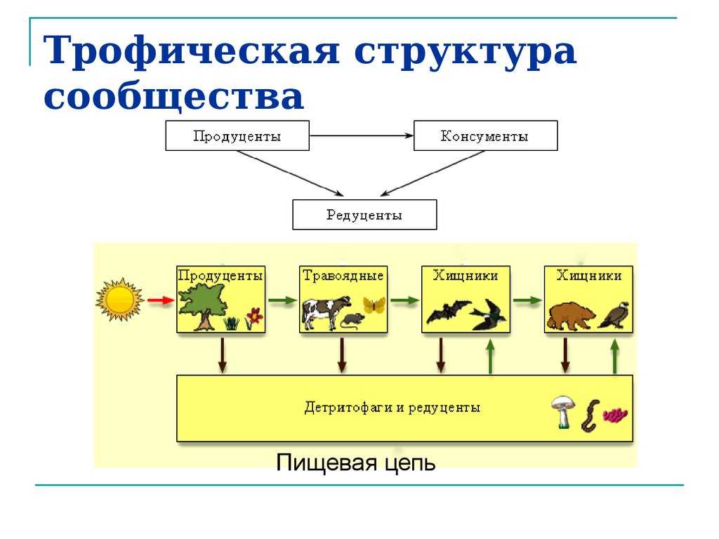 Ассоциации растений